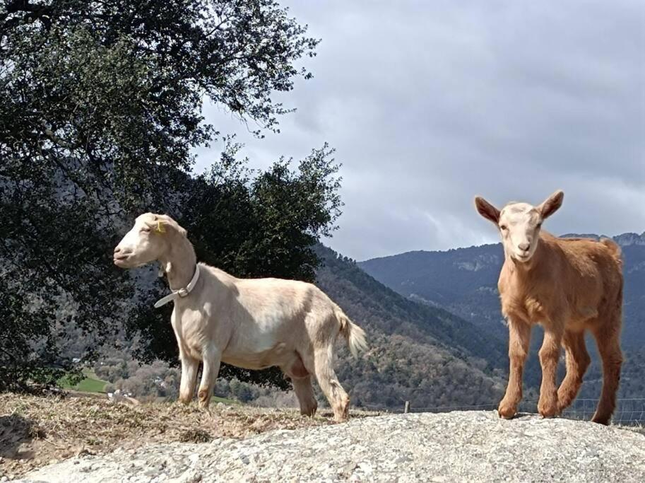 El Niuet De Cal Cacuet, La Teva Escapada Rural. Apartament Aviá